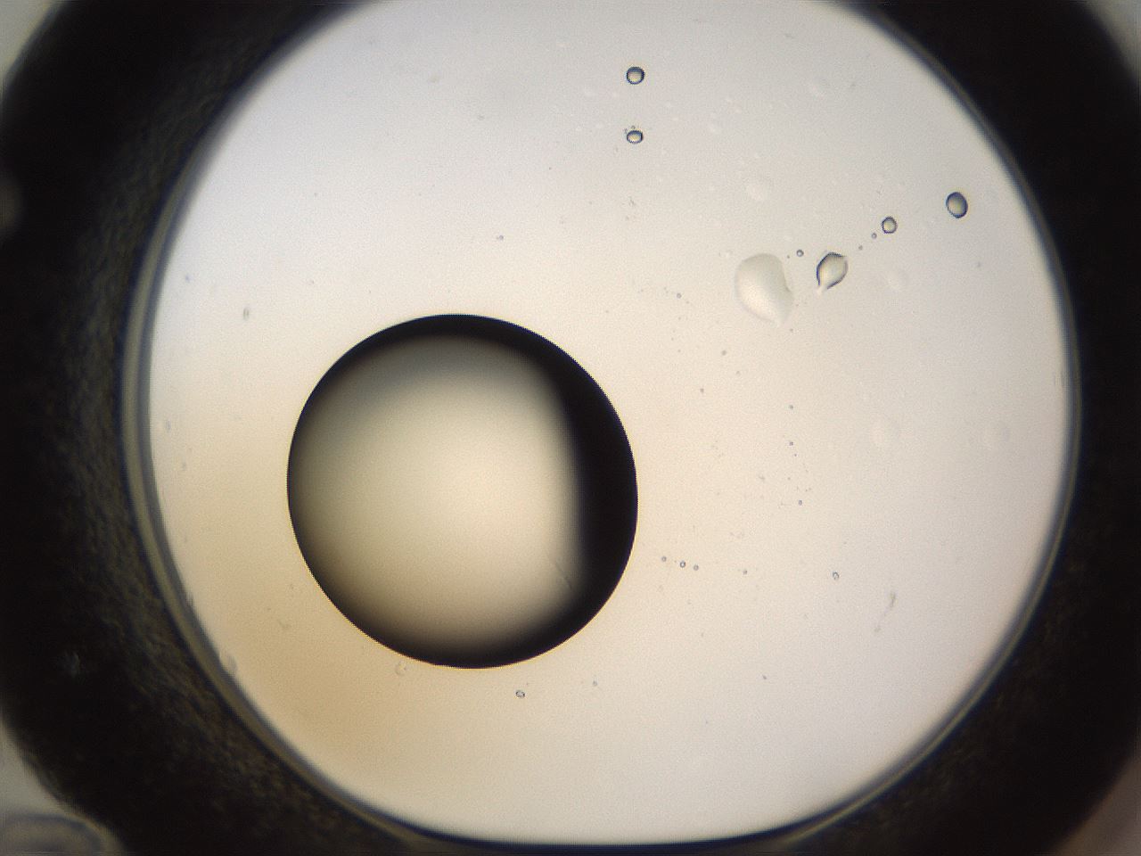 folderID399_plateID1399_batchID5060_wellNum72_profileID1_d1_r85913_ef.jpg