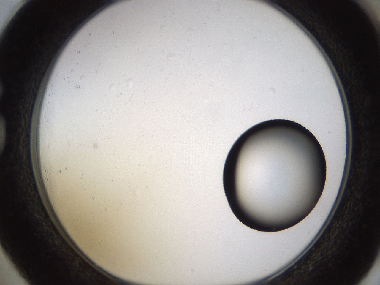 folderID399_plateID1399_batchID5060_wellNum73_profileID1_d1_r85914_ef.jpg