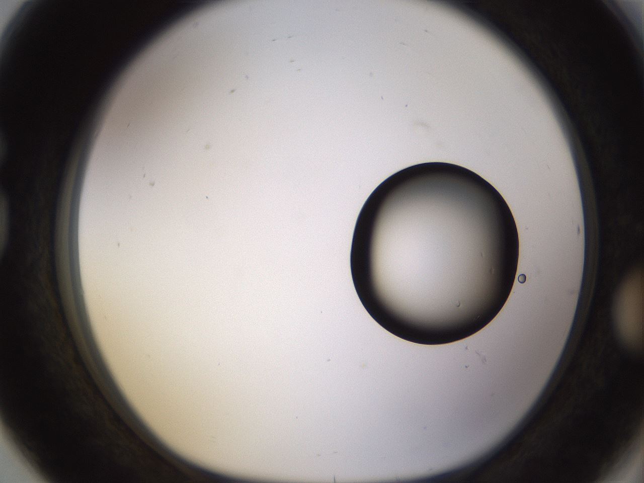 folderID399_plateID1399_batchID5060_wellNum80_profileID1_d1_r85921_ef.jpg