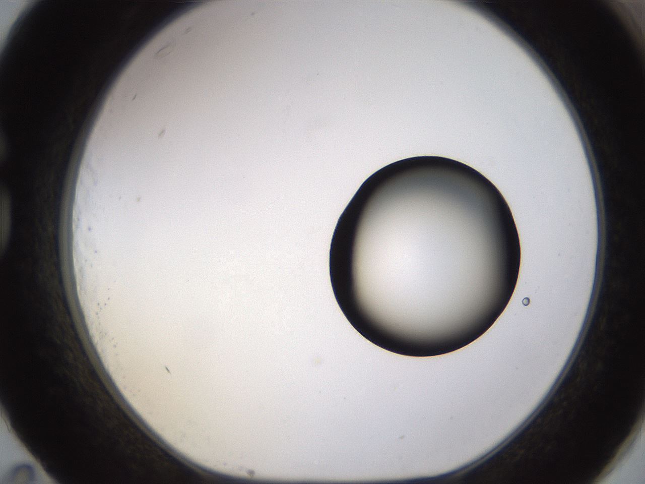 folderID399_plateID1399_batchID5060_wellNum83_profileID1_d1_r85924_ef.jpg