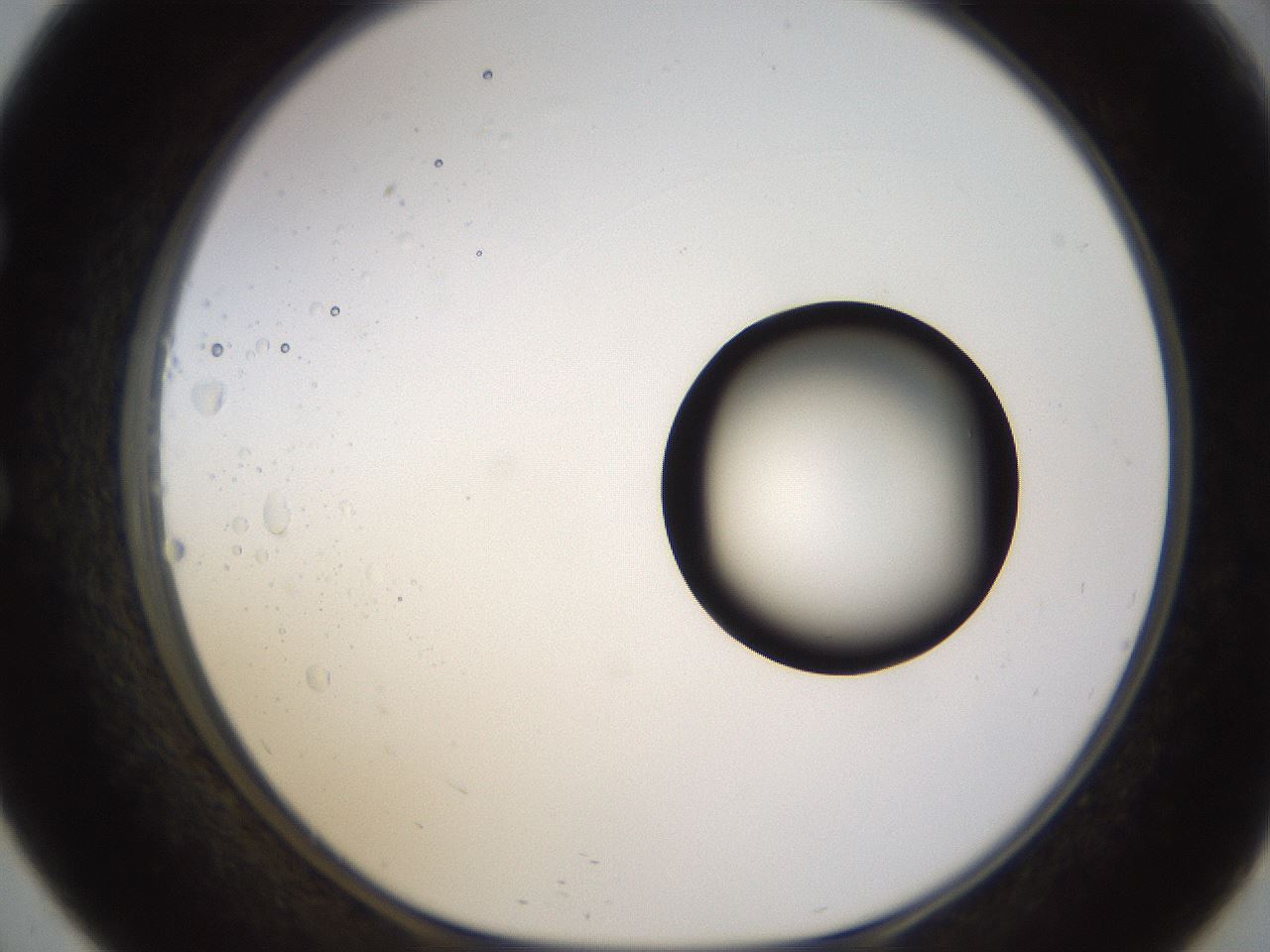 folderID399_plateID1399_batchID5060_wellNum57_profileID1_d1_r85898_ef.jpg