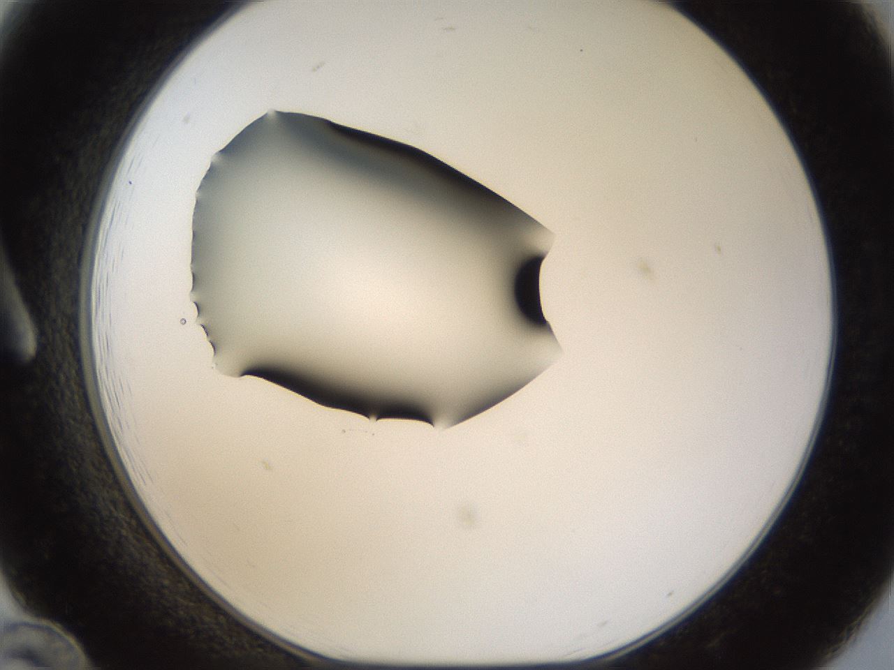 folderID39_plateID1039_batchID2095_wellNum12_profileID1_d1_r45214_ef.jpg