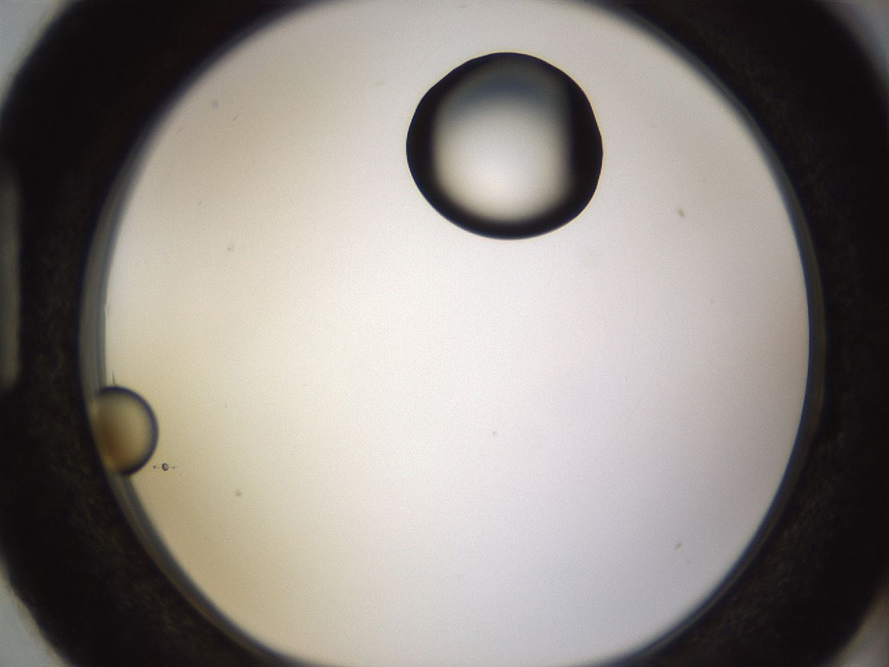 folderID399_plateID1399_batchID5060_wellNum87_profileID1_d1_r85928_ef.jpg
