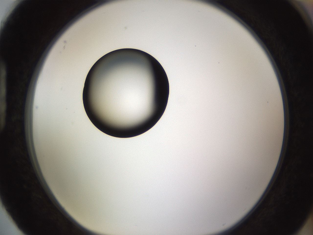 folderID399_plateID1399_batchID5060_wellNum88_profileID1_d1_r85929_ef.jpg