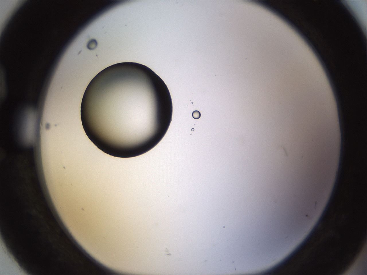 folderID399_plateID1399_batchID5060_wellNum92_profileID1_d1_r85933_ef.jpg