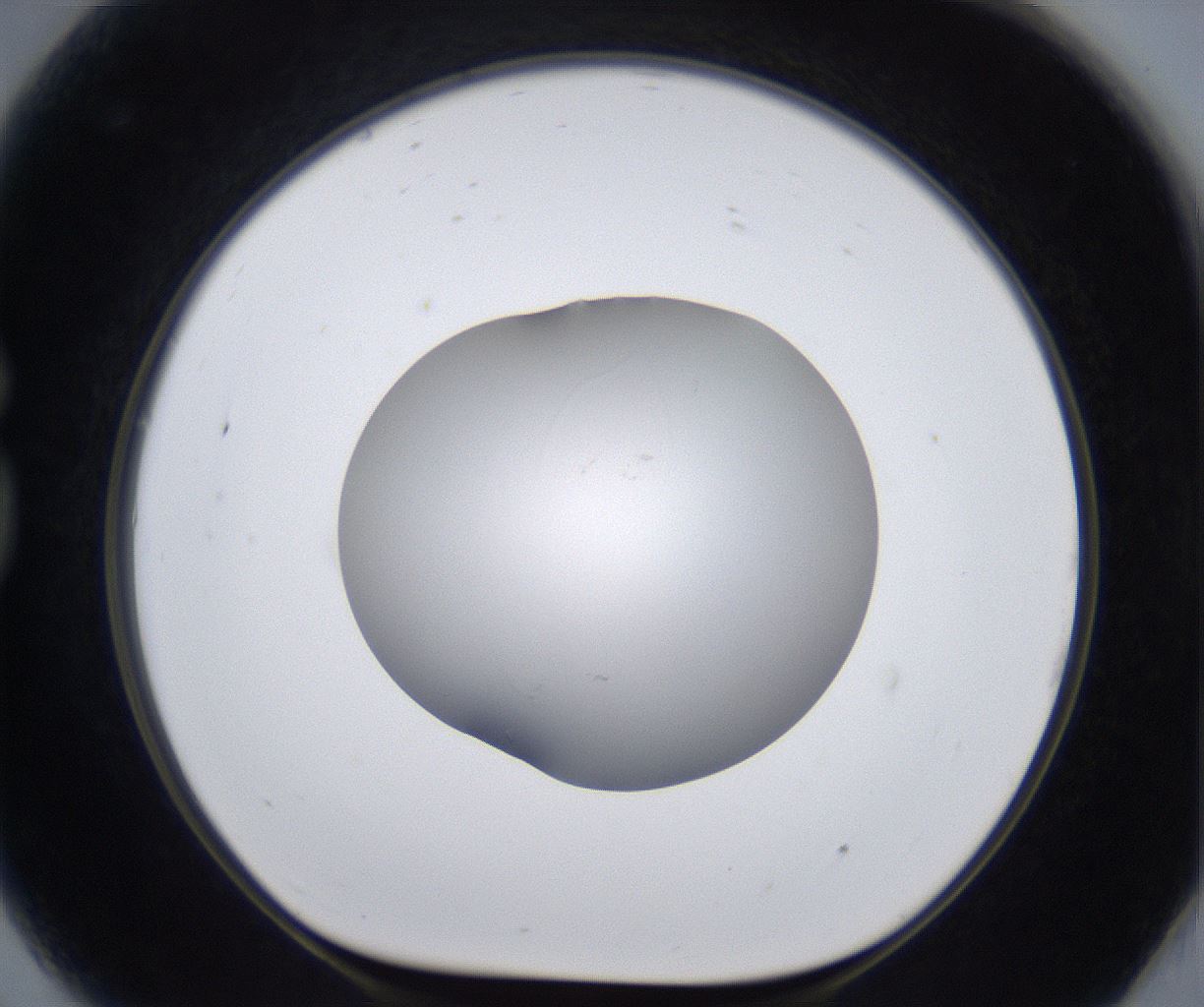 folderID399_plateID2399_batchID11265_wellNum81_profileID1_d1_r177363_ef.jpg