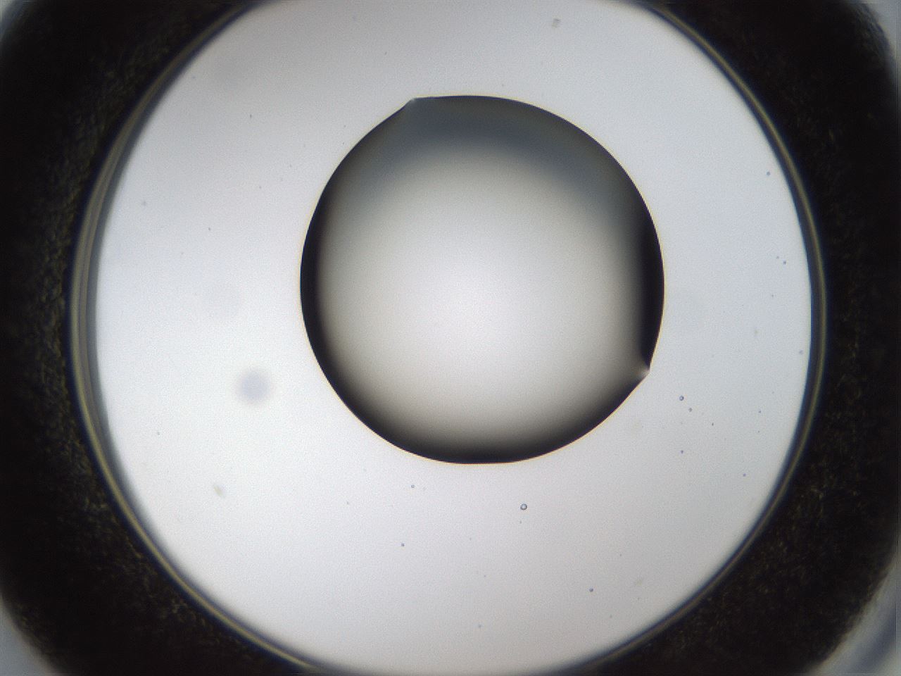 folderID39_plateID1039_batchID2095_wellNum13_profileID1_d2_r45217_ef.jpg