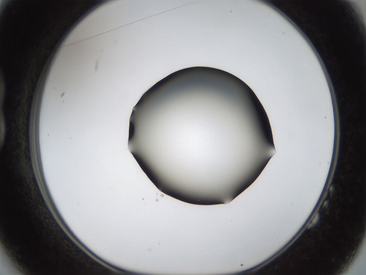 folderID39_plateID1039_batchID2095_wellNum14_profileID1_d1_r45218_ef.jpg