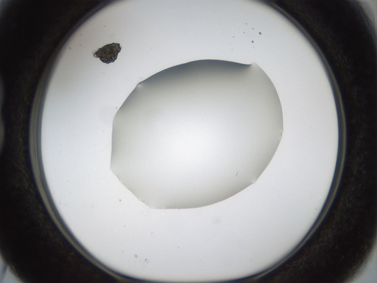 folderID39_plateID1039_batchID2095_wellNum15_profileID1_d1_r45220_ef.jpg