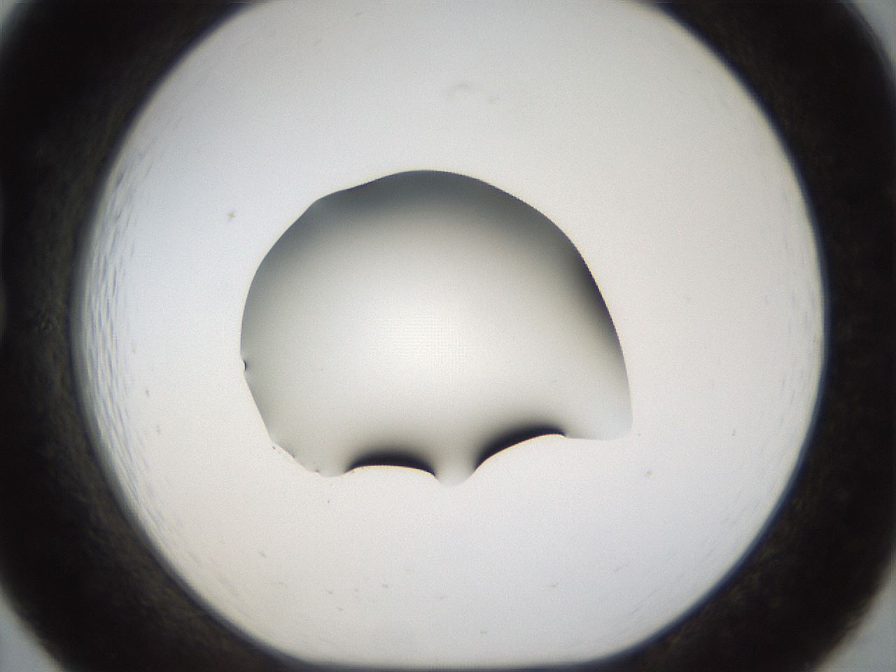 folderID39_plateID1039_batchID2095_wellNum19_profileID1_d1_r45228_ef.jpg