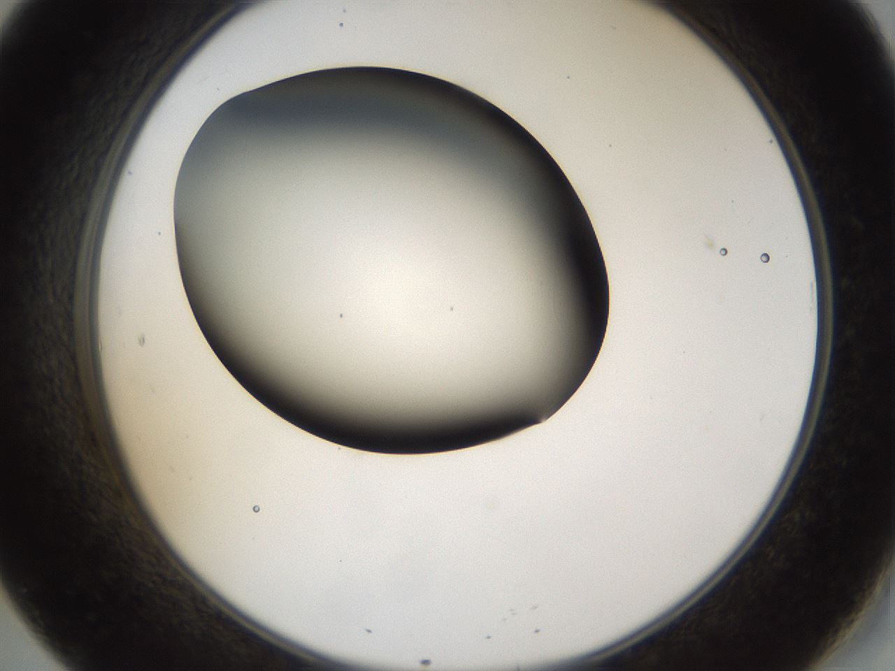 folderID39_plateID1039_batchID2095_wellNum20_profileID1_d2_r45231_ef.jpg