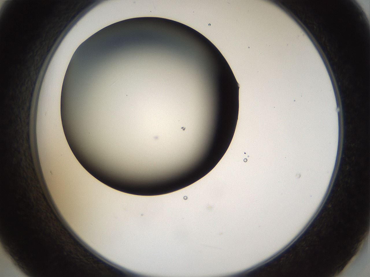 folderID39_plateID1039_batchID2095_wellNum21_profileID1_d2_r45233_ef.jpg