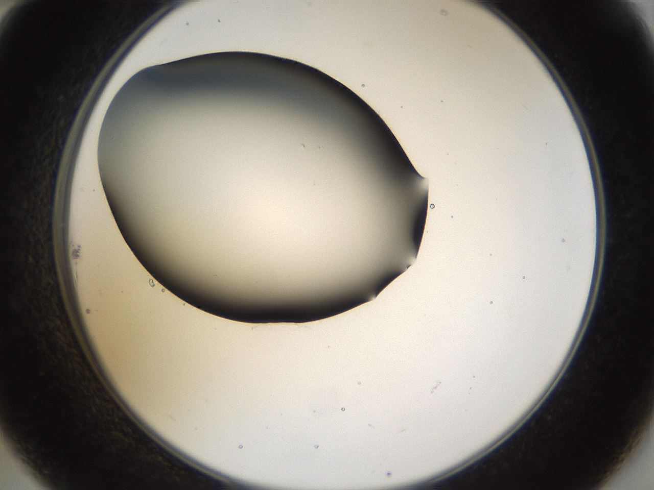 folderID39_plateID1039_batchID2095_wellNum22_profileID1_d2_r45235_ef.jpg