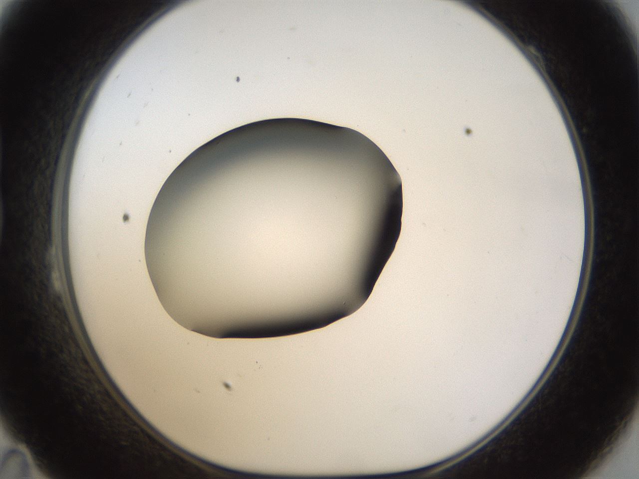 folderID39_plateID1039_batchID2095_wellNum23_profileID1_d1_r45236_ef.jpg