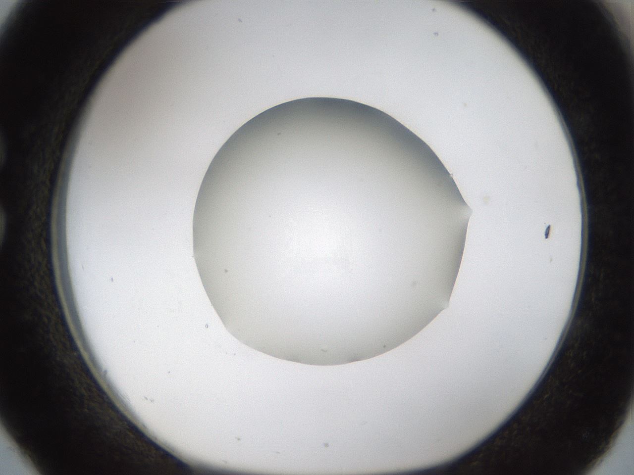 folderID39_plateID1039_batchID2095_wellNum26_profileID1_d1_r45242_ef.jpg