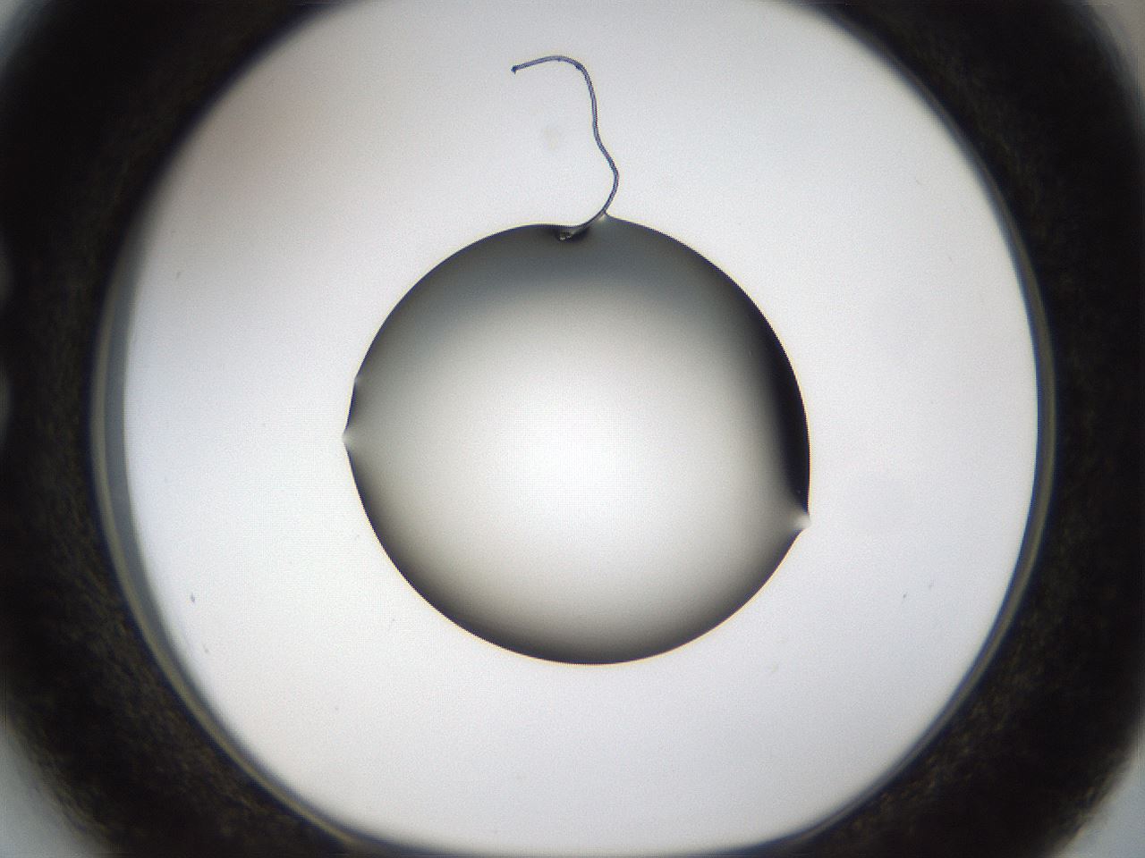 folderID39_plateID1039_batchID2095_wellNum27_profileID1_d1_r45244_ef.jpg