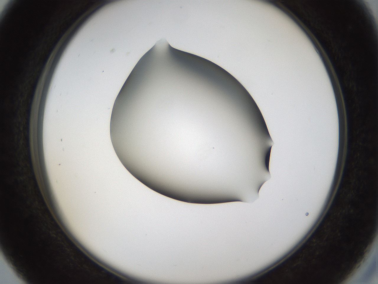 folderID39_plateID1039_batchID2095_wellNum27_profileID1_d2_r45245_ef.jpg