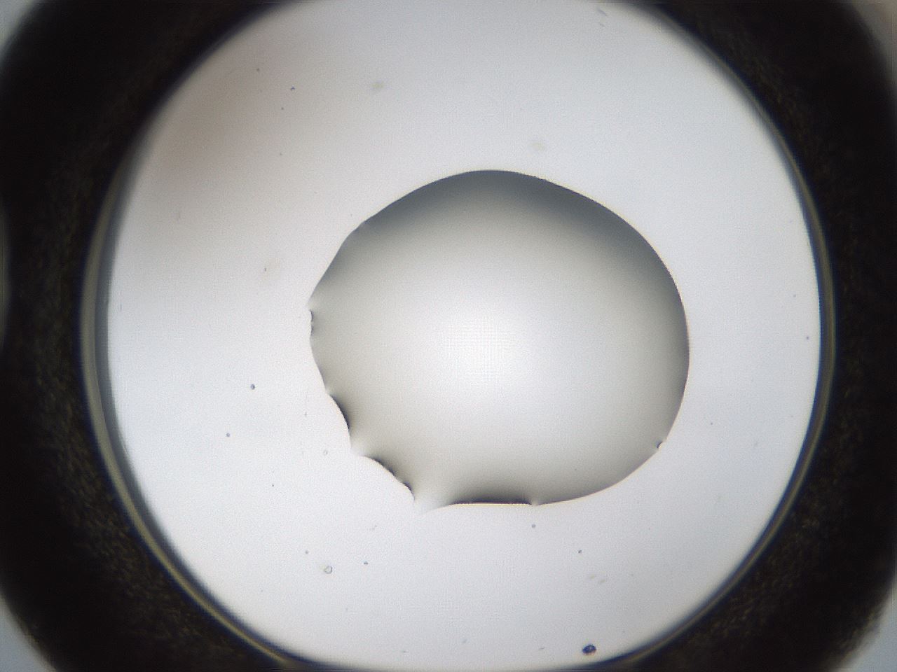 folderID39_plateID1039_batchID2095_wellNum38_profileID1_d1_r45266_ef.jpg