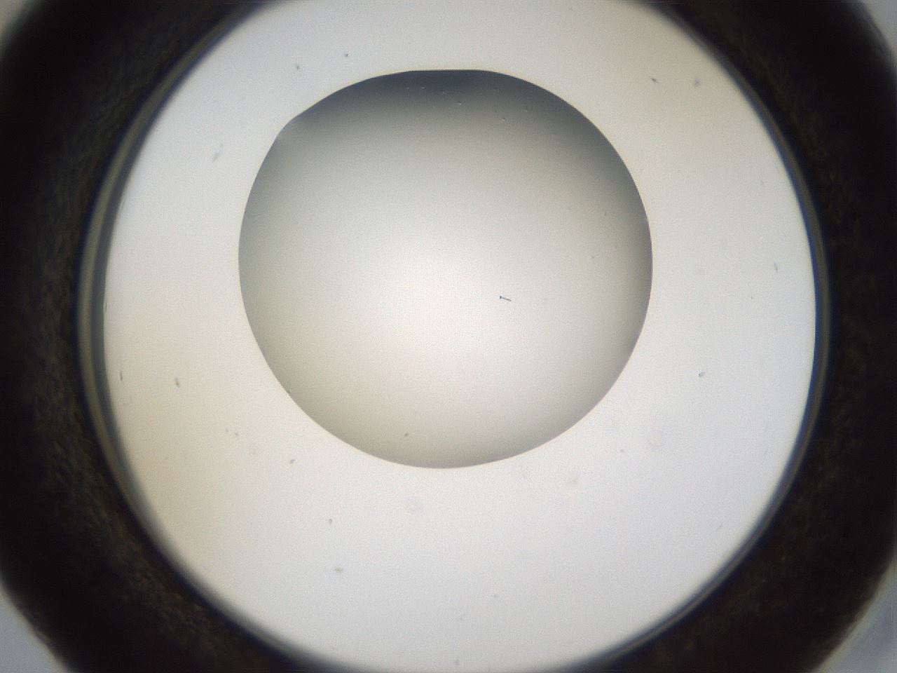 folderID39_plateID1039_batchID2095_wellNum41_profileID1_d2_r45273_ef.jpg