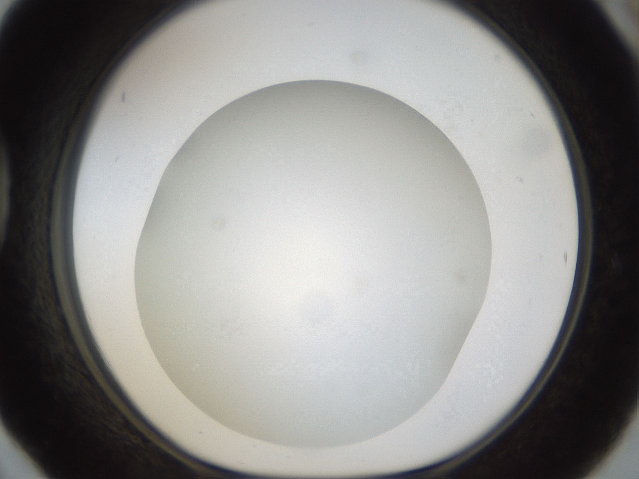 folderID39_plateID1039_batchID2095_wellNum42_profileID1_d1_r45274_ef.jpg