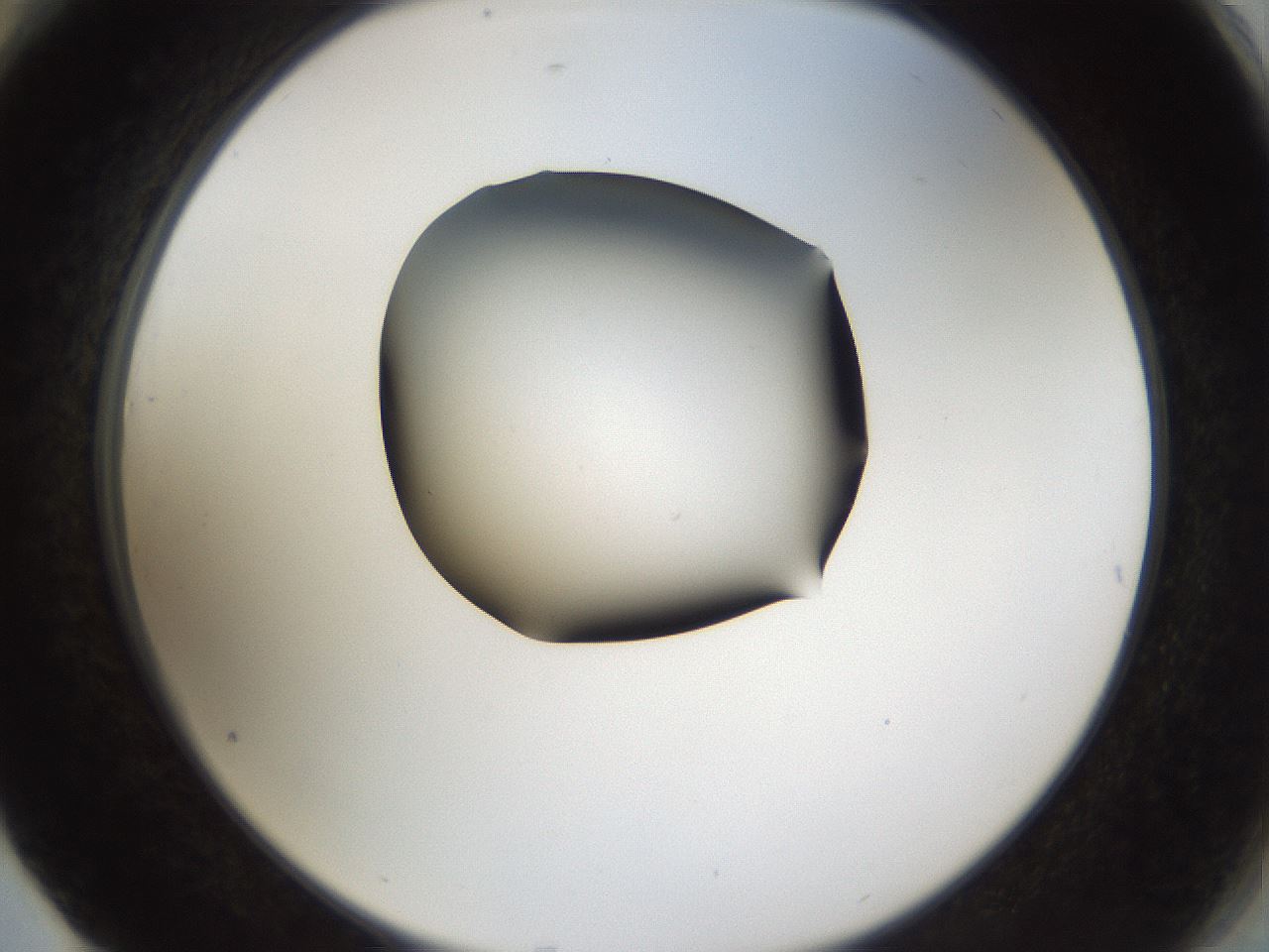 folderID39_plateID1039_batchID2095_wellNum76_profileID1_d2_r45343_ef.jpg