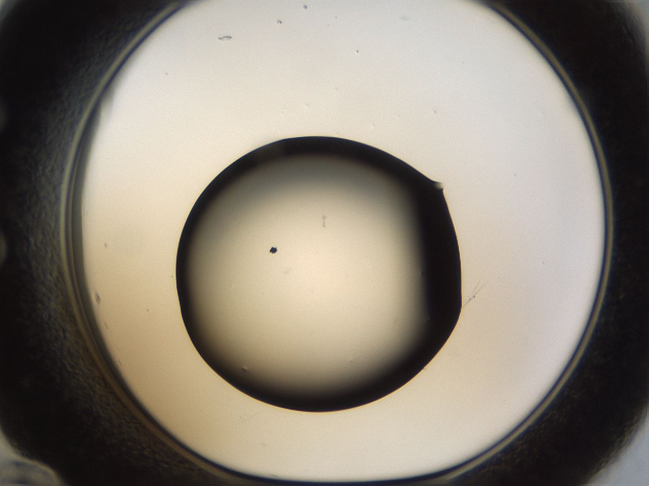 folderID39_plateID1039_batchID2095_wellNum60_profileID1_d1_r45310_ef.jpg