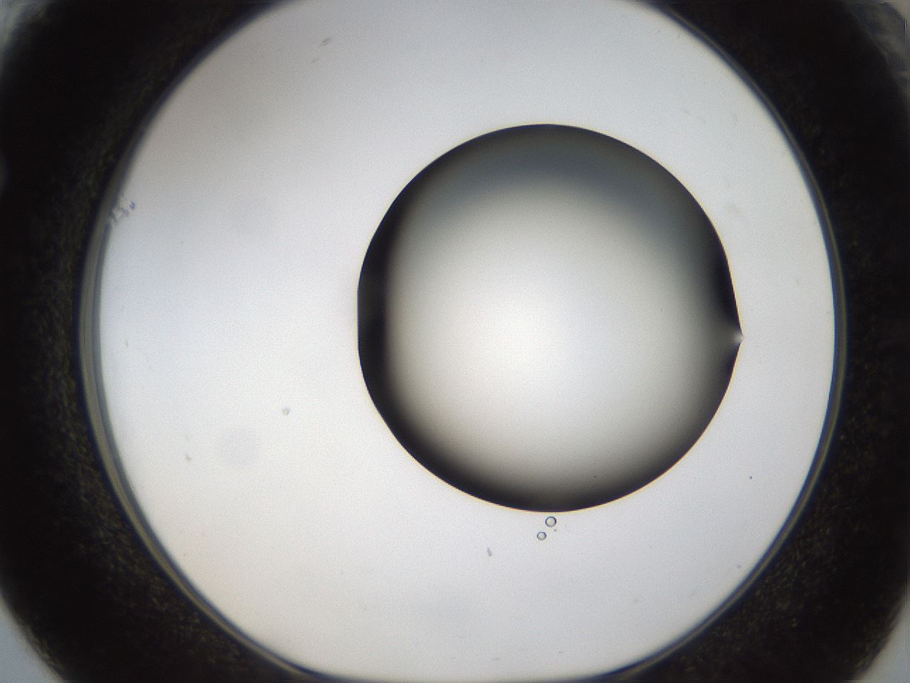 folderID39_plateID1039_batchID2095_wellNum61_profileID1_d1_r45312_ef.jpg