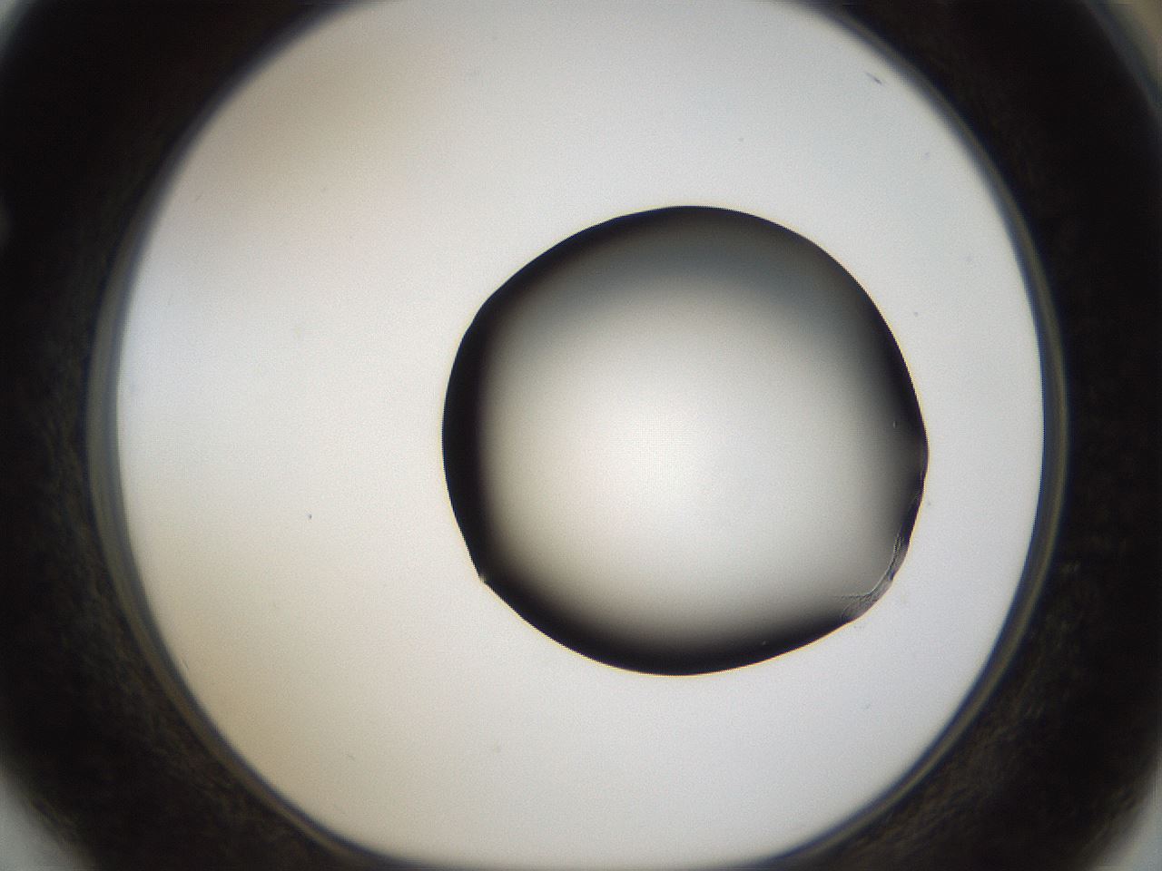folderID39_plateID1039_batchID2095_wellNum64_profileID1_d1_r45318_ef.jpg