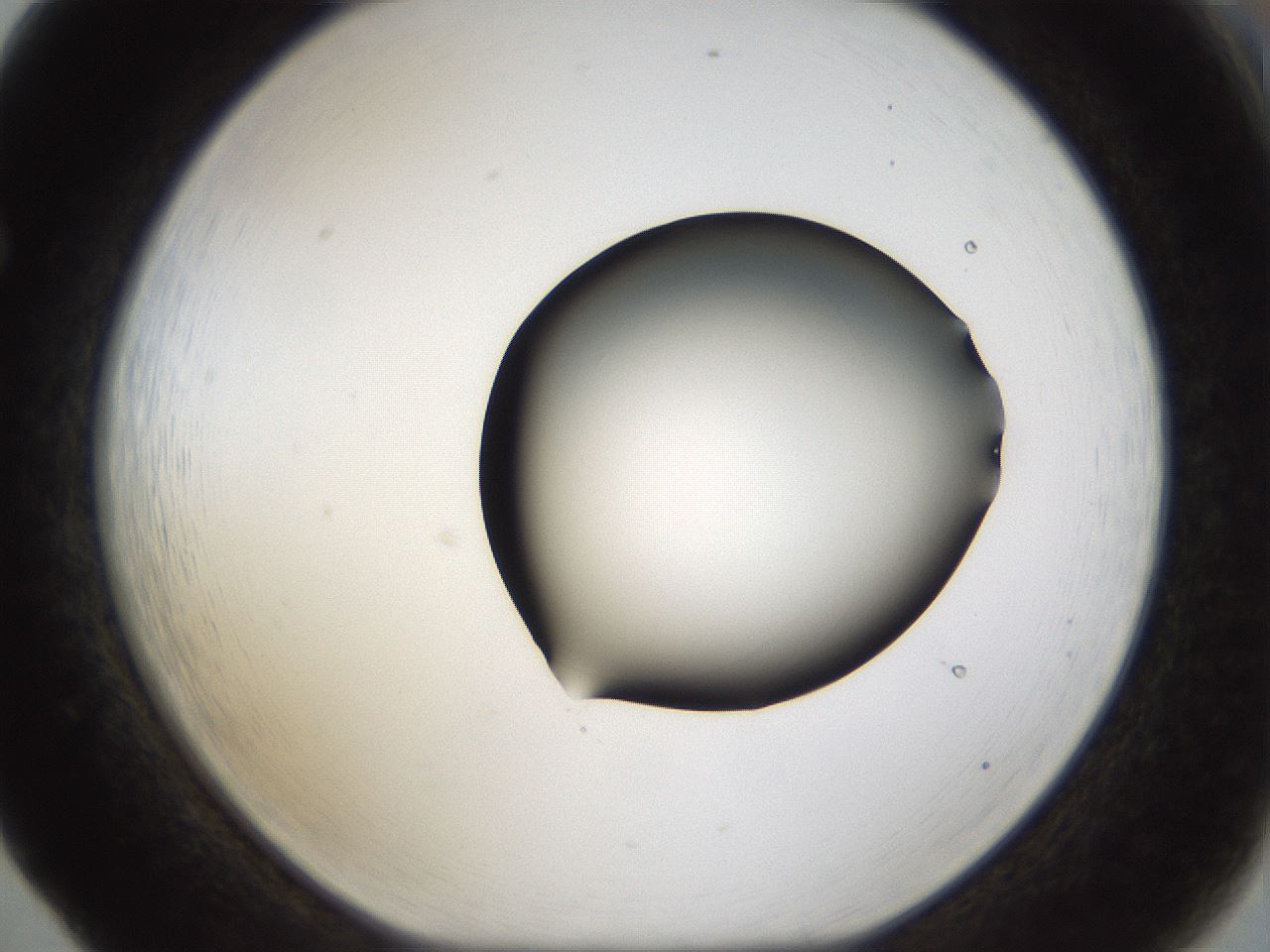 folderID39_plateID1039_batchID2095_wellNum65_profileID1_d1_r45320_ef.jpg