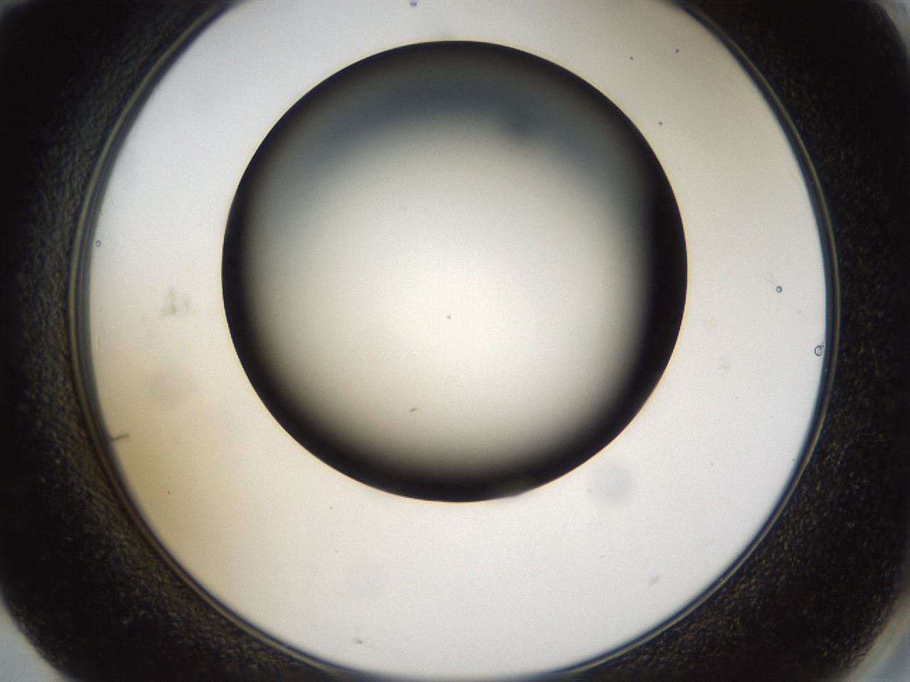 folderID39_plateID1039_batchID2095_wellNum71_profileID1_d2_r45333_ef.jpg
