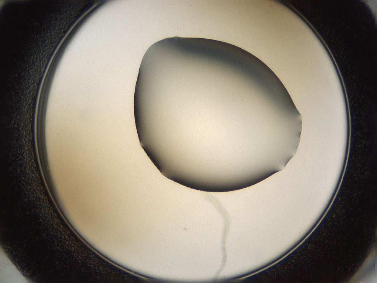 folderID39_plateID1039_batchID2095_wellNum72_profileID1_d2_r45335_ef.jpg