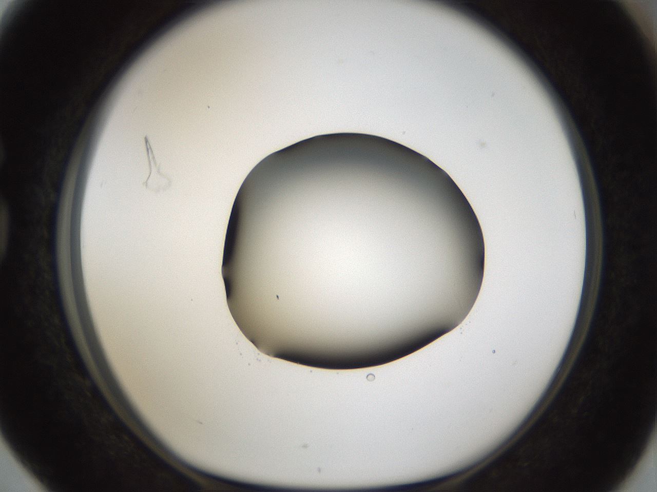 folderID39_plateID1039_batchID2095_wellNum76_profileID1_d1_r45342_ef.jpg