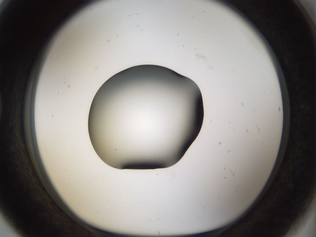 folderID39_plateID1039_batchID2095_wellNum80_profileID1_d1_r45350_ef.jpg