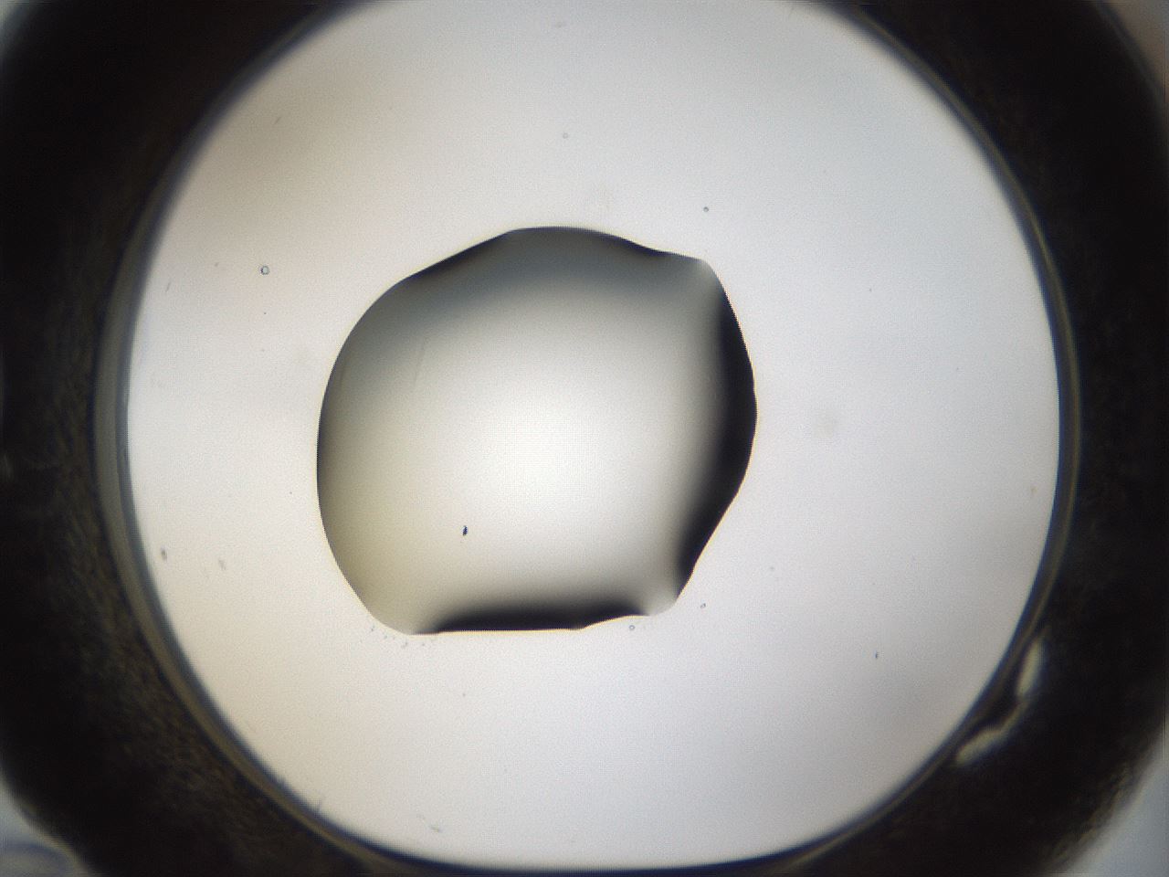 folderID39_plateID1039_batchID2095_wellNum82_profileID1_d1_r45354_ef.jpg