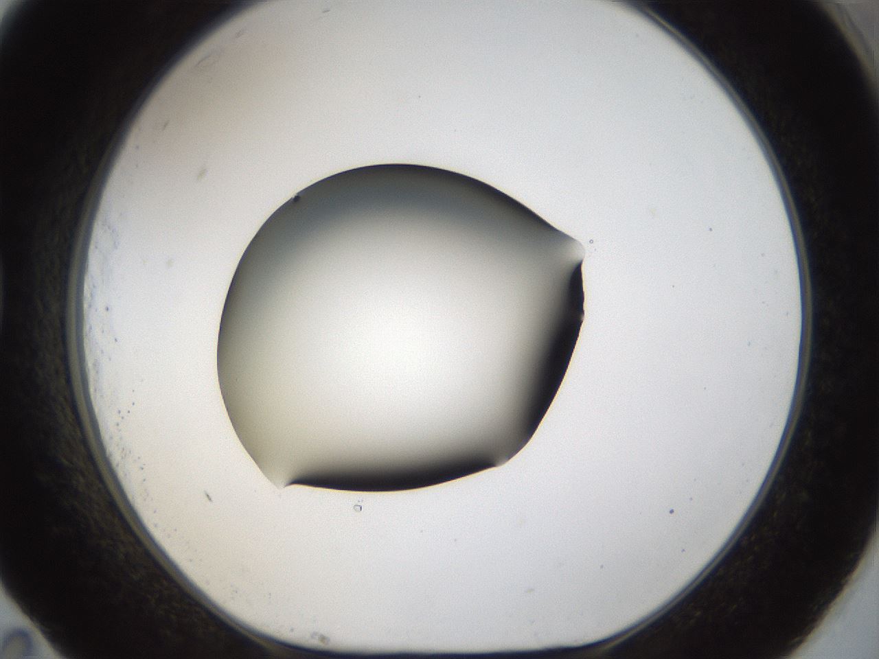 folderID39_plateID1039_batchID2095_wellNum83_profileID1_d1_r45356_ef.jpg