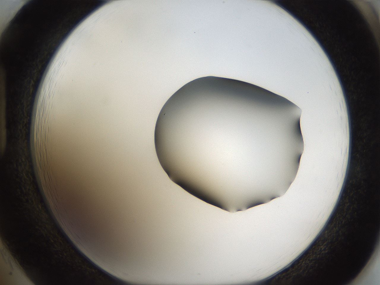 folderID39_plateID1039_batchID2095_wellNum85_profileID1_d1_r45360_ef.jpg