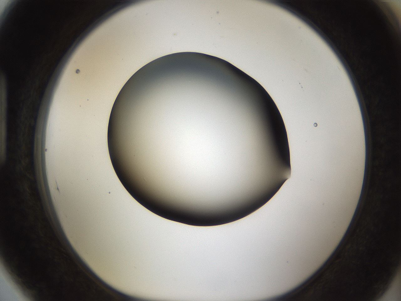 folderID39_plateID1039_batchID2095_wellNum89_profileID1_d1_r45368_ef.jpg