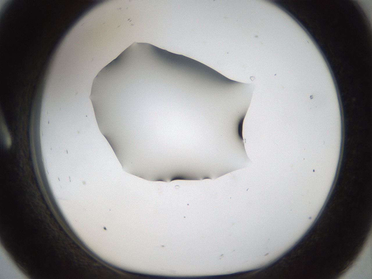 folderID39_plateID1039_batchID2095_wellNum8_profileID1_d1_r45206_ef.jpg