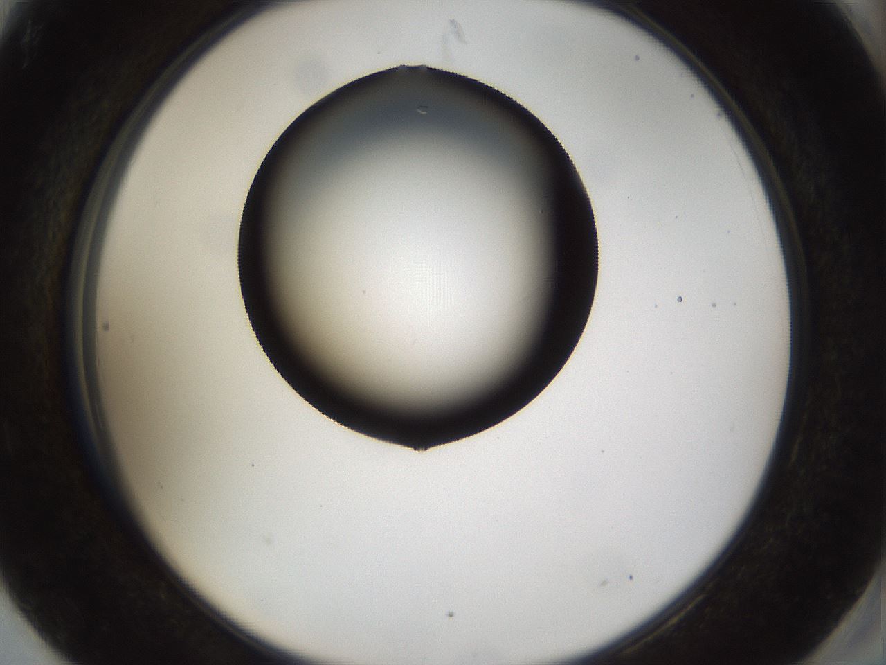folderID39_plateID1039_batchID2095_wellNum90_profileID1_d2_r45371_ef.jpg