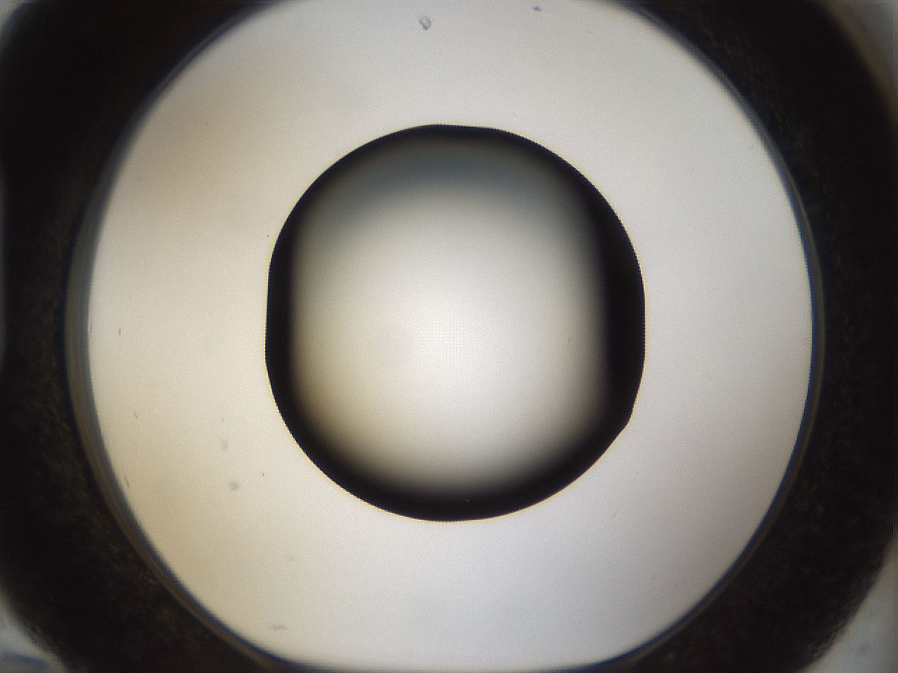 folderID39_plateID1039_batchID2095_wellNum94_profileID1_d1_r45378_ef.jpg