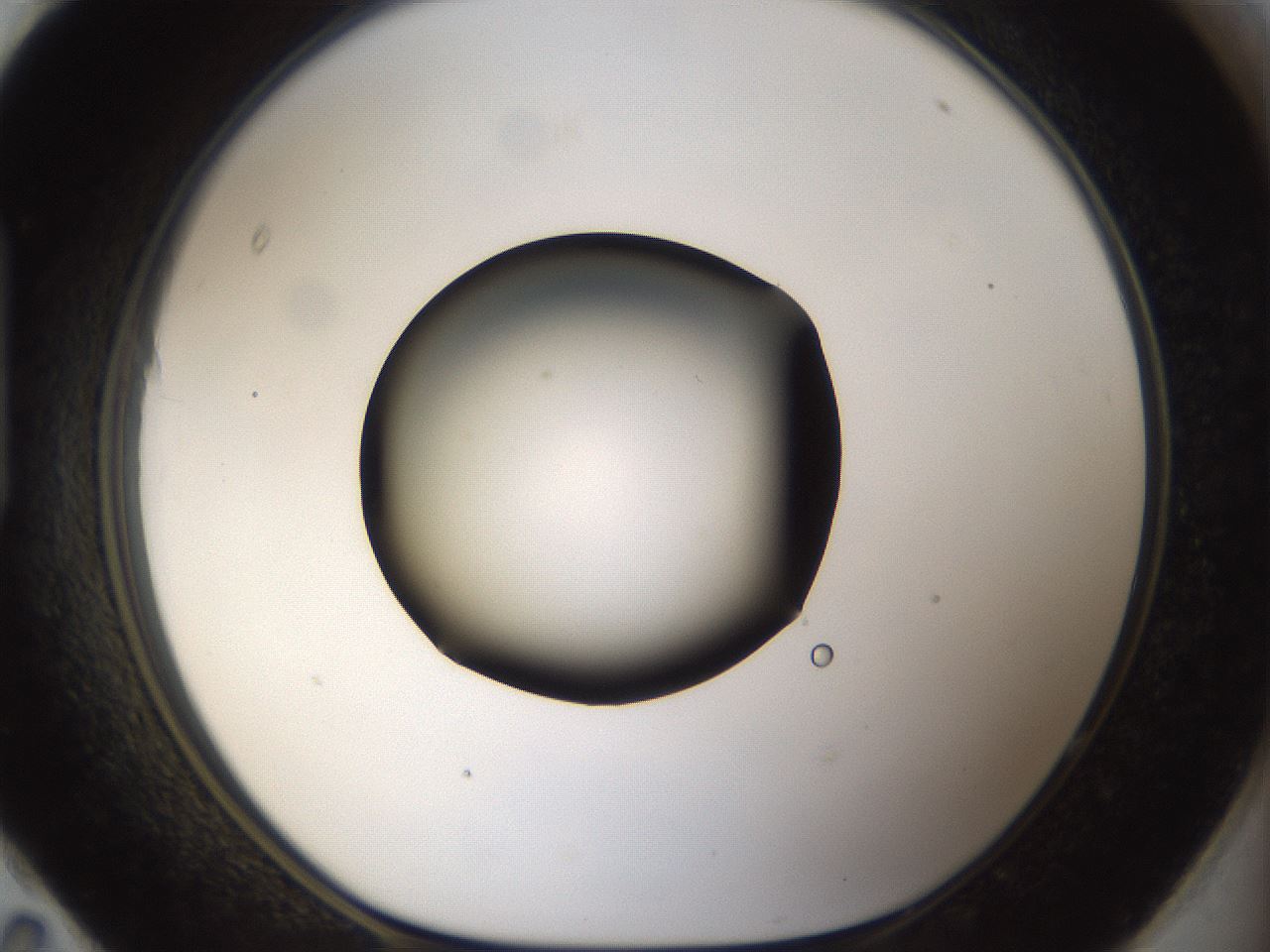 folderID39_plateID1039_batchID2095_wellNum95_profileID1_d1_r45380_ef.jpg