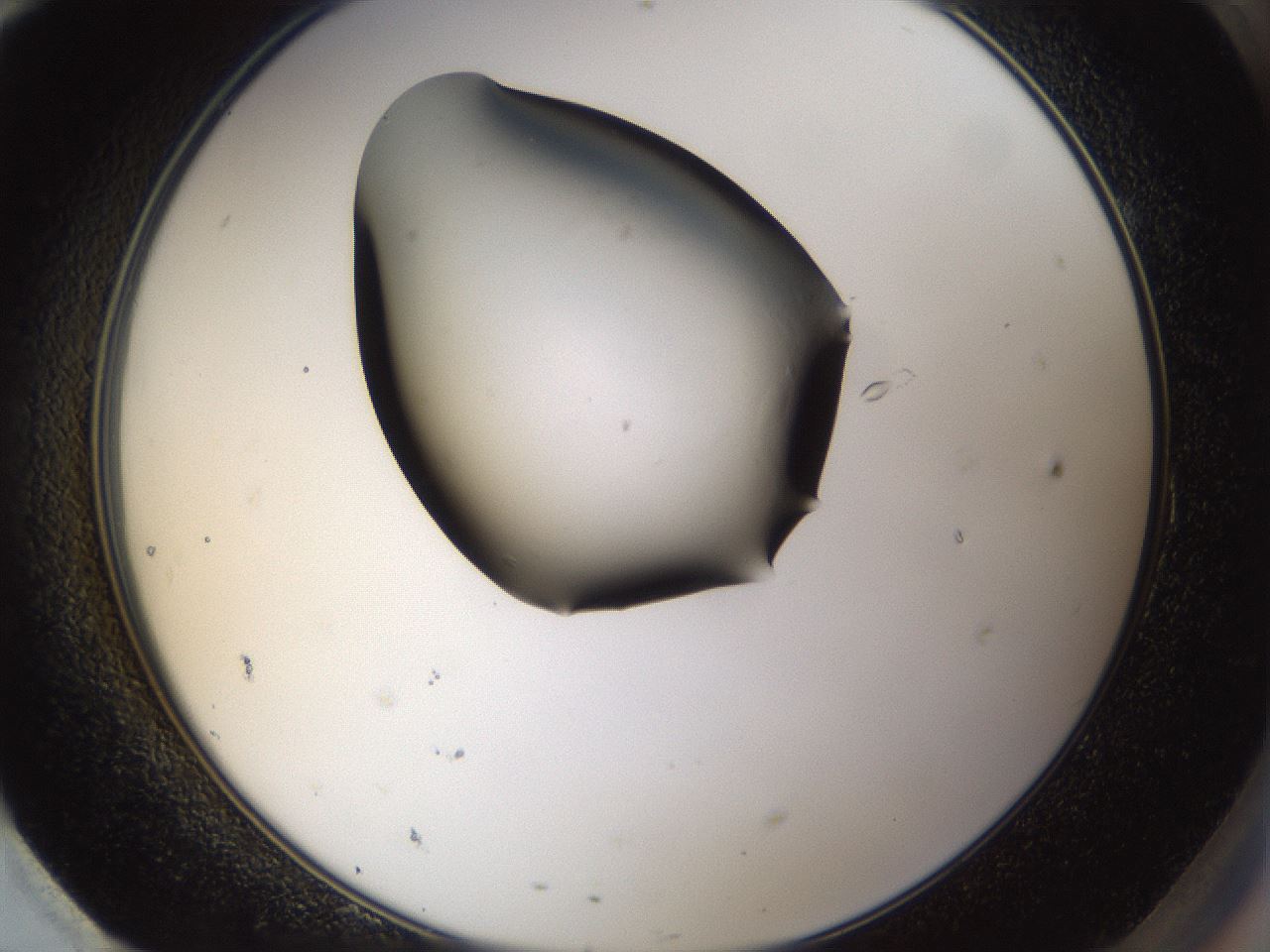 folderID39_plateID1039_batchID2095_wellNum95_profileID1_d2_r45381_ef.jpg
