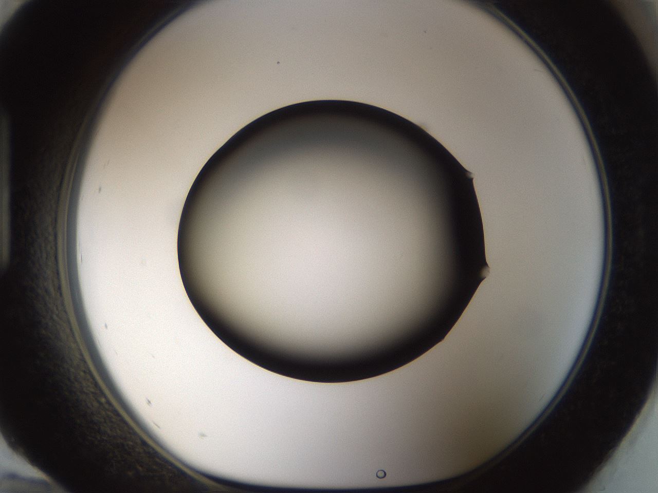folderID39_plateID1039_batchID2095_wellNum96_profileID1_d1_r45382_ef.jpg
