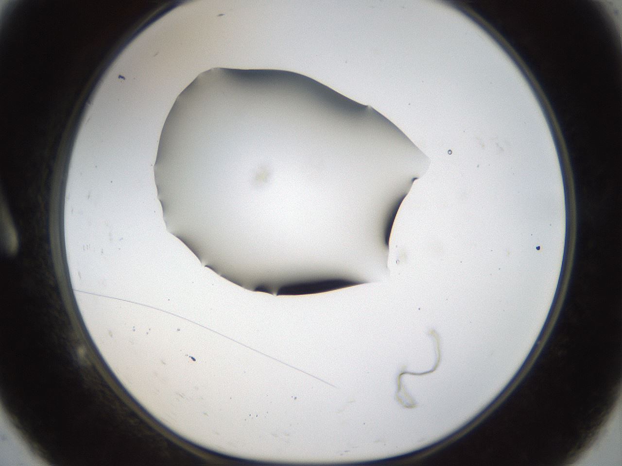 folderID39_plateID1039_batchID2095_wellNum9_profileID1_d1_r45208_ef.jpg