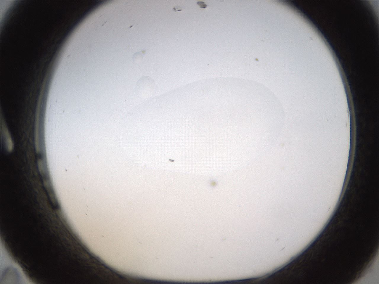 folderID400_plateID1400_batchID5057_wellNum11_profileID1_d1_r85564_ef.jpg