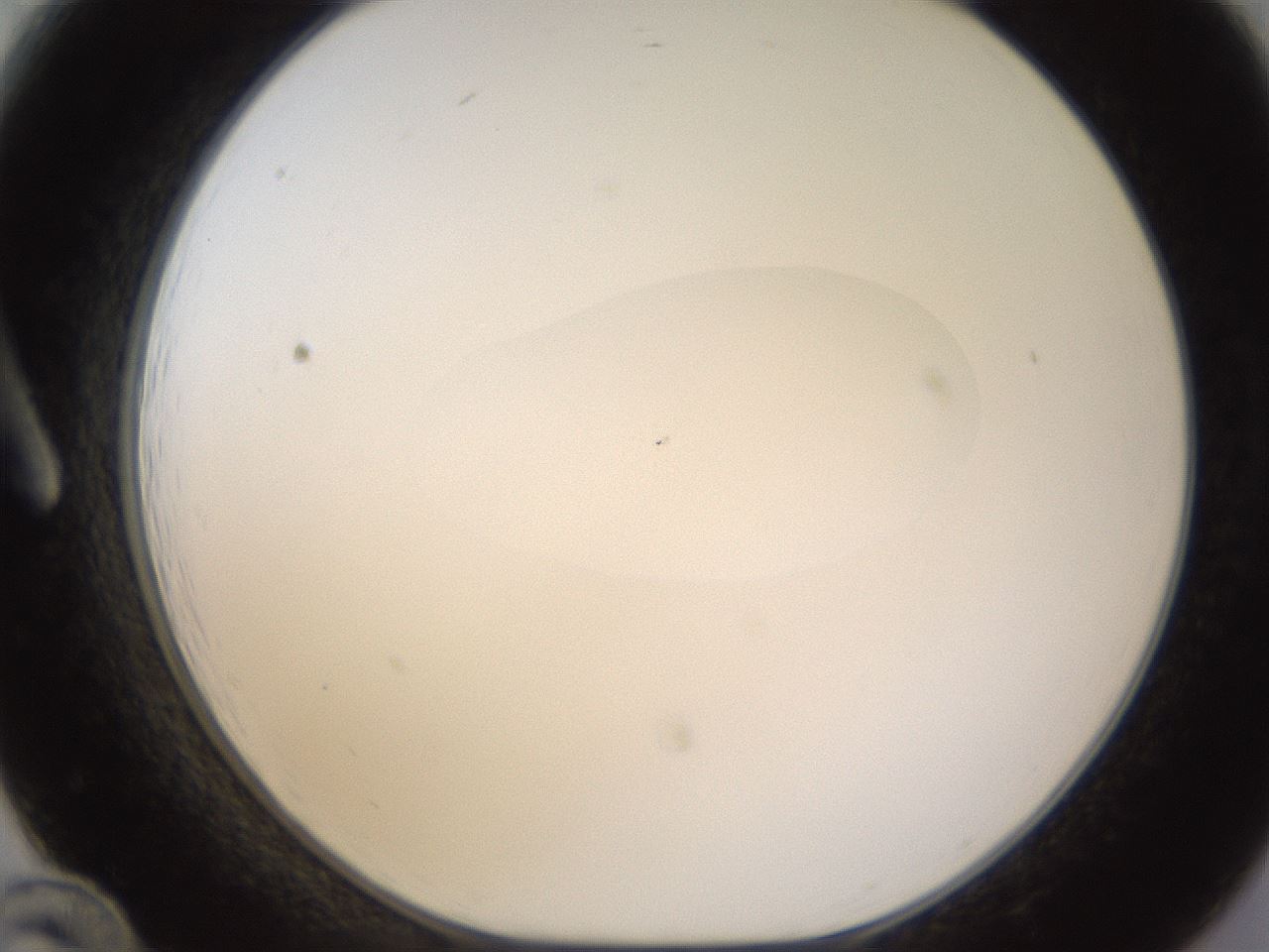 folderID400_plateID1400_batchID5057_wellNum12_profileID1_d1_r85565_ef.jpg