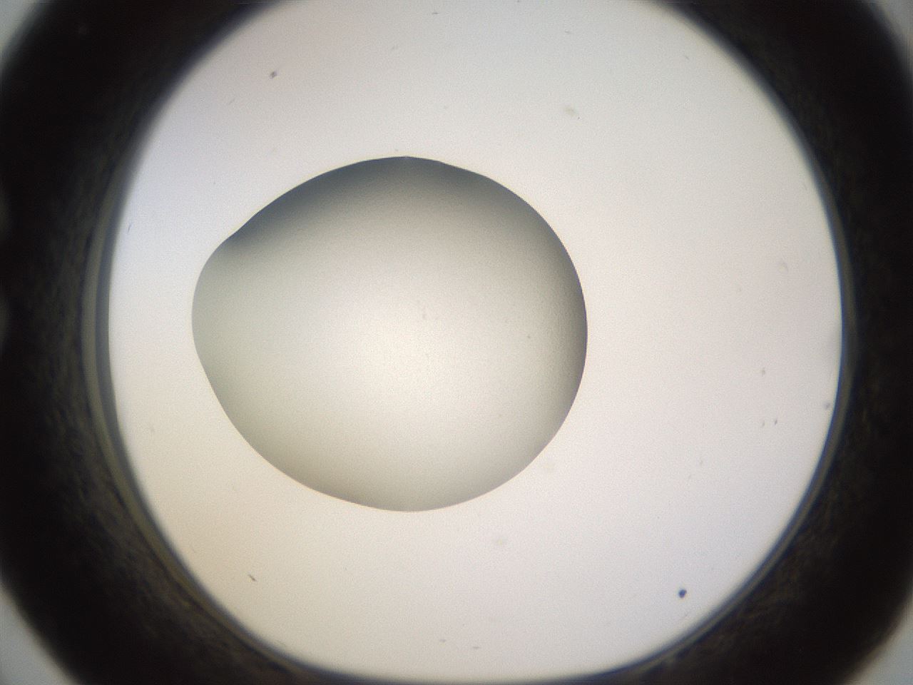 folderID400_plateID1400_batchID5057_wellNum33_profileID1_d1_r85586_ef.jpg