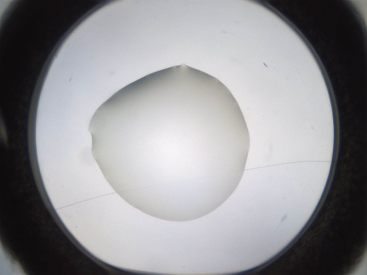 folderID400_plateID1400_batchID5057_wellNum4_profileID1_d1_r85557_ef.jpg