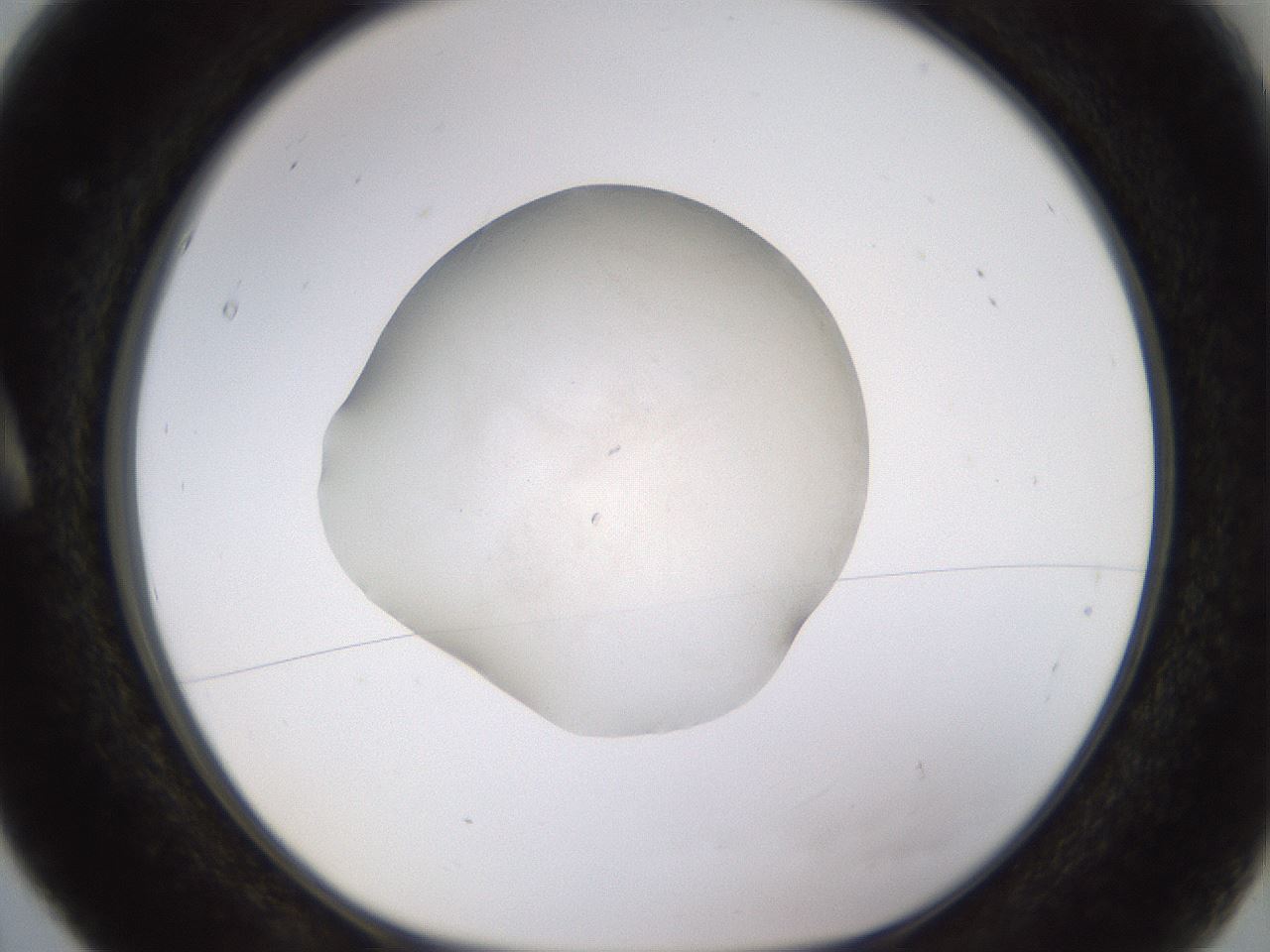 folderID400_plateID1400_batchID5057_wellNum5_profileID1_d1_r85558_ef.jpg