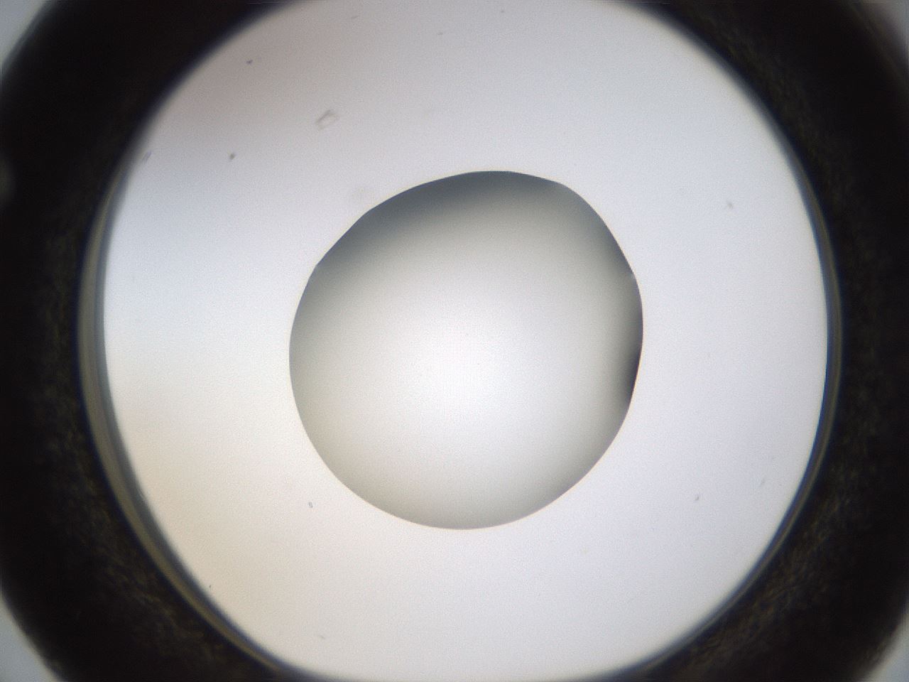 folderID400_plateID1400_batchID5057_wellNum63_profileID1_d1_r85616_ef.jpg